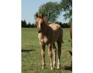 Not One Zippen Spot 2011 Colt Not One Zippen Spot 2011 Colt