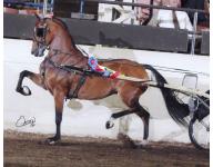 Regal's Pauline LF Regal's Pauline LF