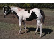 2011 Black & White Tobiano Colt
