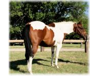 Dixie Tivito Dixie Tivito