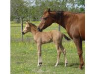 2010 Buckskin Filly 2010 Buckskin Filly