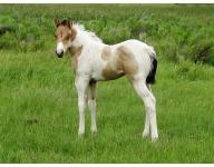 2011 QTs Honey Bun Filly