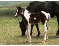 2011 Hawks Instant Smoke Filly