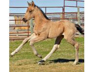2012 Filly I.D. # 40